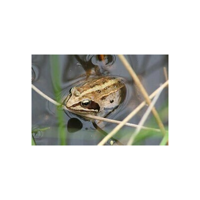 La grenouille