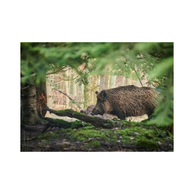 Le sanglier
