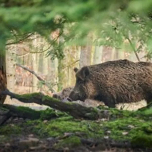 Les animaux de la forêt